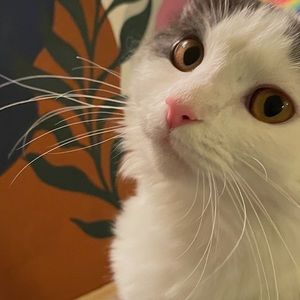 Meet your Posher, Miracle